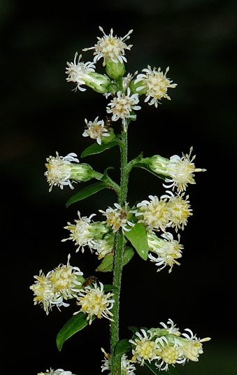 {Solidago bicolor}